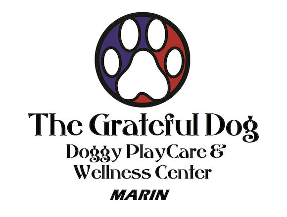 doggy play care center for pets - The Grateful Dog