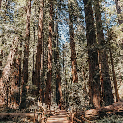 redwood forest trail