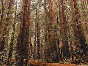 redwood forest