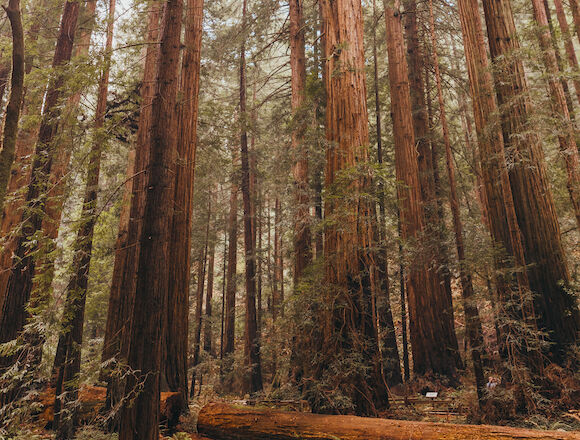 redwood forest