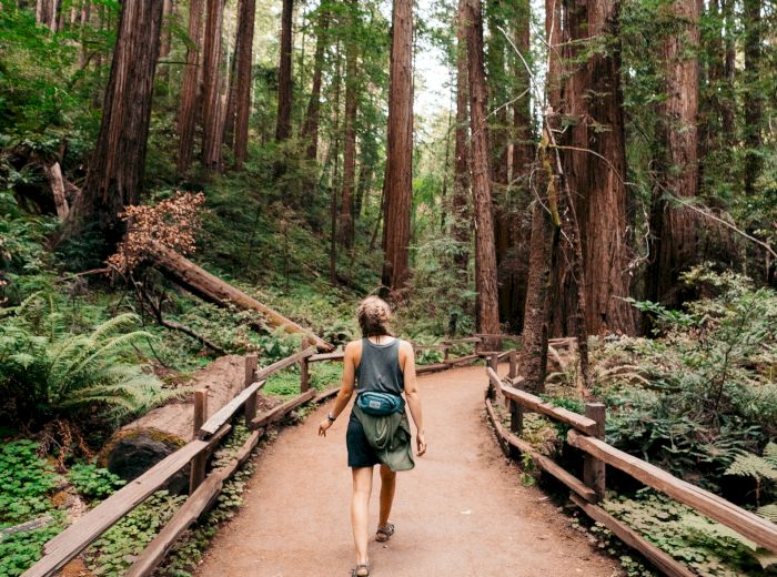 A person with a backpack walks along a path surrounded by tall trees and lush greenery in a forest.