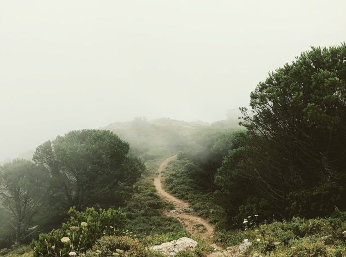 A narrow dirt path winds through green vegetation and disappears into the fog, with trees and bushes on either side under an overcast sky.